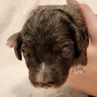 Misty, a female Aussiedoodle for sale in Columbia, TN – 1 of 10