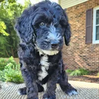 Trixie, a female Aussiedoodle for sale in Columbia, TN – 4 of 10