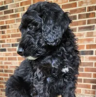 Scout, a male Aussiedoodle for sale in Columbia, TN – 9 of 10