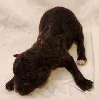Pluto, a male Aussiedoodle for sale in Columbia, TN – 6 of 10