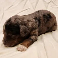 Diesel, a male Aussiedoodle for sale in Columbia, TN – 9 of 10