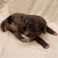 Daisy, a female Aussiedoodle for sale in Columbia, TN – 8 of 10