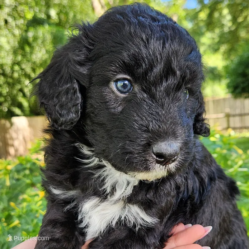 Lottie – Aussiedoodle puppy for sale in Columbia, TN