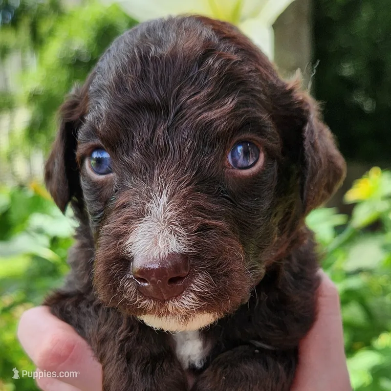 Pluto – Aussiedoodle puppy for sale in Columbia, TN