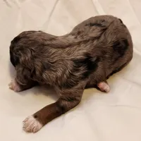 Diesel, a male Aussiedoodle for sale in Columbia, TN – 7 of 10