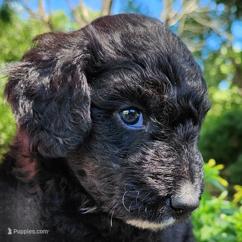 Scout – Aussiedoodle puppy for sale in Columbia, TN