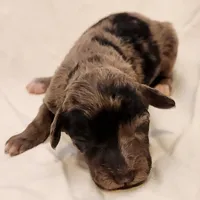 Pixie, a female Miniature Aussiedoodle for sale in Columbia, TN – 7 of 9