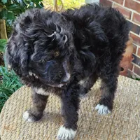 Stella, a female Aussiedoodle for sale in Columbia, TN – 10 of 10