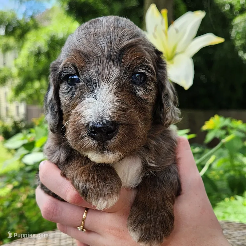 Misty – Aussiedoodle puppy for sale in Columbia, TN