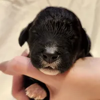 Lottie, a female Aussiedoodle for sale in Columbia, TN – 1 of 10