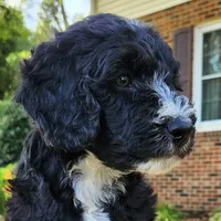 Trixie, a female Aussiedoodle for sale in Columbia, TN – 5 of 10