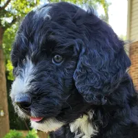 Trixie, a female Aussiedoodle for sale in Columbia, TN – 2 of 10