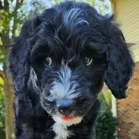 Trixie, a female Aussiedoodle for sale in Columbia, TN – 3 of 10