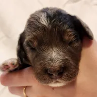 Diesel, a male Aussiedoodle for sale in Columbia, TN – 2 of 10