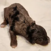 Misty, a female Aussiedoodle for sale in Columbia, TN – 8 of 10