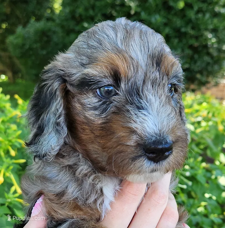 Misty – Aussiedoodle puppy for sale in Columbia, TN