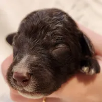 Pluto, a male Aussiedoodle for sale in Columbia, TN – 4 of 10