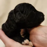Lottie, a female Aussiedoodle for sale in Columbia, TN – 5 of 10
