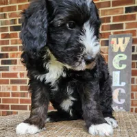 Snoopy, a male Aussiedoodle for sale in Columbia, TN – 4 of 10