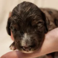 Misty, a female Aussiedoodle for sale in Columbia, TN – 3 of 10
