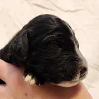 Trixie, a female Aussiedoodle for sale in Columbia, TN – 3 of 10