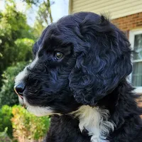 Trixie, a female Aussiedoodle for sale in Columbia, TN – 6 of 10