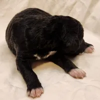 Lottie, a female Aussiedoodle for sale in Columbia, TN – 9 of 10