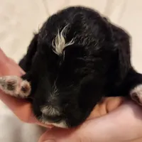Stella, a female Aussiedoodle for sale in Columbia, TN – 2 of 10