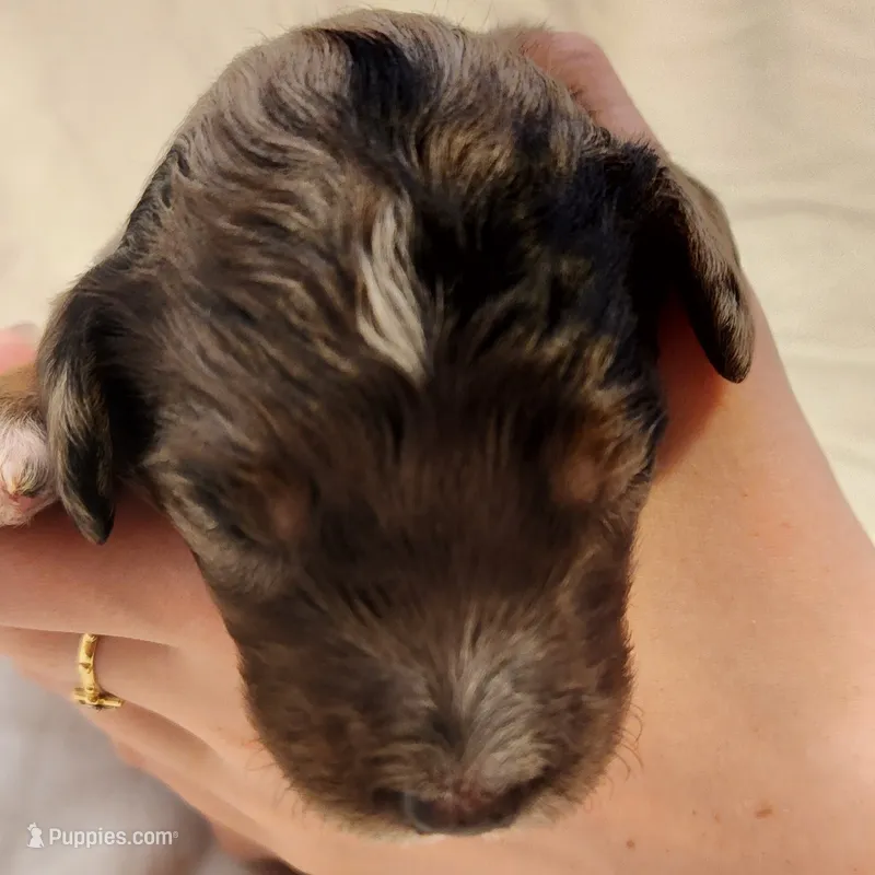 Diesel – Aussiedoodle puppy for sale in Columbia, TN