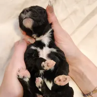 Lottie, a female Aussiedoodle for sale in Columbia, TN – 10 of 10
