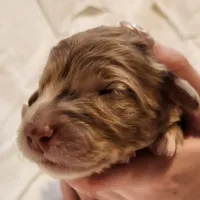 Ginger, a female Aussiedoodle for sale in Columbia, TN – 3 of 10
