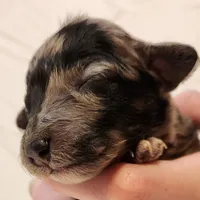 Pixie, a female Miniature Aussiedoodle for sale in Columbia, TN – 2 of 9