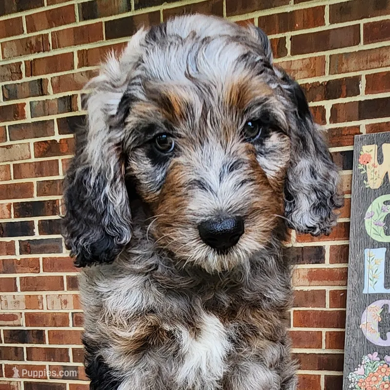 Daisy – Aussiedoodle puppy for sale in Columbia, TN