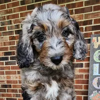 Daisy, a female Aussiedoodle for sale in Columbia, TN – 1 of 10