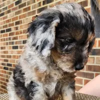 Pixie, a female Miniature Aussiedoodle for sale in Columbia, TN – 4 of 10