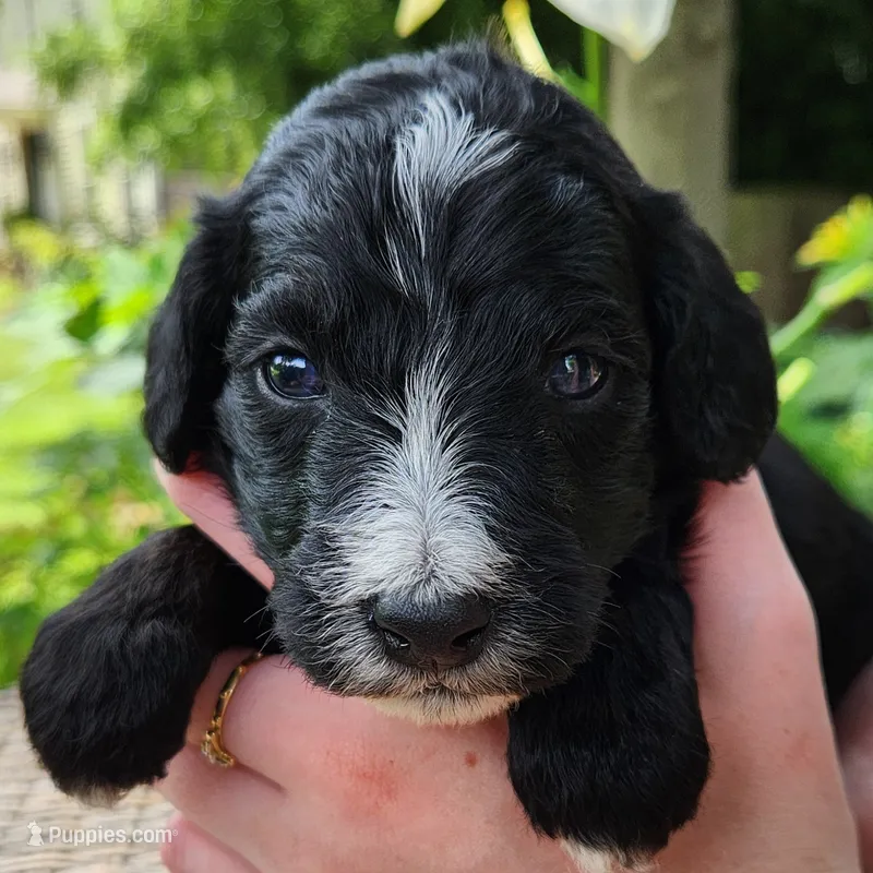 Trixie – Aussiedoodle puppy for sale in Columbia, TN