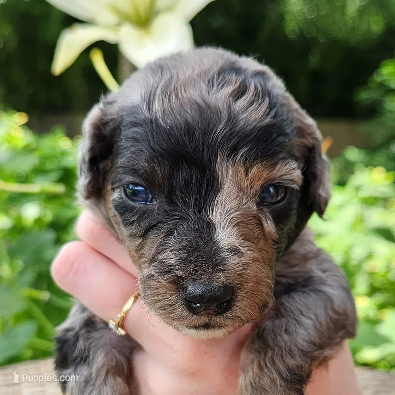 Pixie – Miniature Aussiedoodle puppy for sale in Columbia, TN