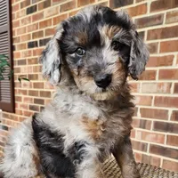 Pixie, a female Miniature Aussiedoodle for sale in Columbia, TN – 1 of 10