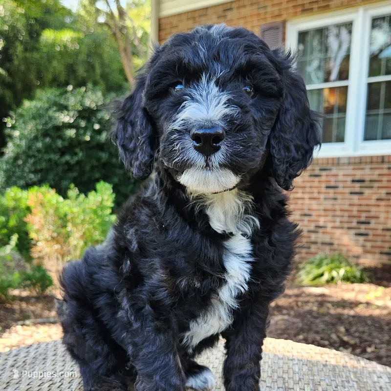 Trixie – Aussiedoodle puppy for sale in Columbia, TN