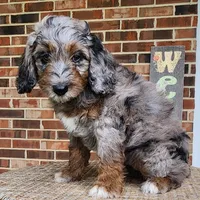 Daisy, a female Aussiedoodle for sale in Columbia, TN – 4 of 10