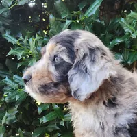 Pixie, a female Miniature Aussiedoodle for sale in Columbia, TN – 6 of 10