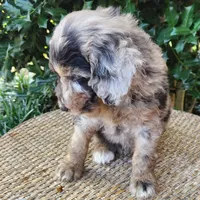 Pixie, a female Miniature Aussiedoodle for sale in Columbia, TN – 9 of 10