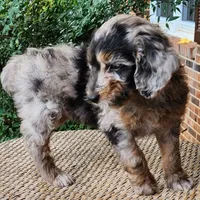 Pixie, a female Miniature Aussiedoodle for sale in Columbia, TN – 8 of 10