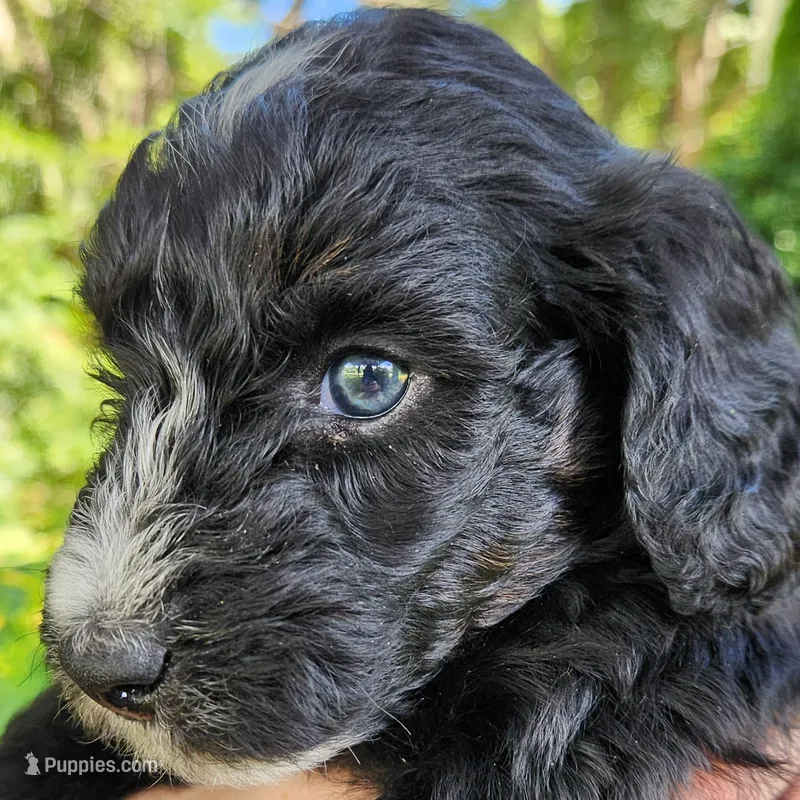 Trixie – Aussiedoodle puppy for sale in Columbia, TN