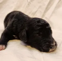 Lottie, a female Aussiedoodle for sale in Columbia, TN – 7 of 10