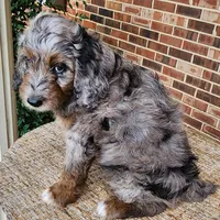 Daisy, a female Aussiedoodle for sale in Columbia, TN – 7 of 10