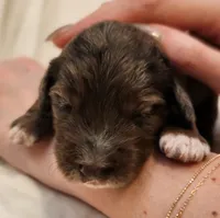 Daisy, a female Aussiedoodle for sale in Columbia, TN – 2 of 10