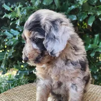 Pixie, a female Miniature Aussiedoodle for sale in Columbia, TN – 7 of 10