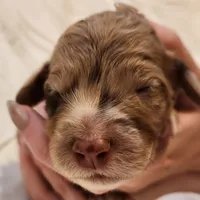 Ginger, a female Aussiedoodle for sale in Columbia, TN – 2 of 10