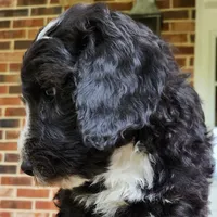 Snoopy, a male Aussiedoodle for sale in Columbia, TN – 6 of 10